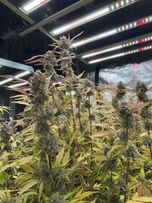 Fat Bastard Auto. Week 8