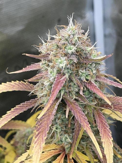 Dognabis #811A Jealousy Diesel Auto. Week 8