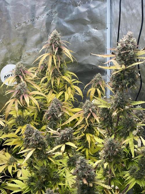 Dognabis #811A Jealousy Diesel Auto. Week 8