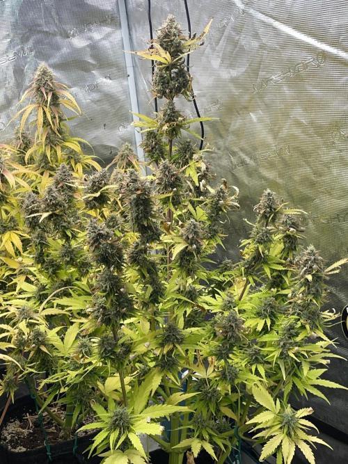 Dognabis #811A Jealousy Diesel Auto. Week 8