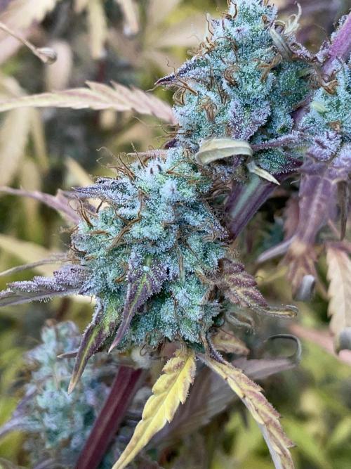 Dognabis #811A Jealousy Diesel Auto. Week 8