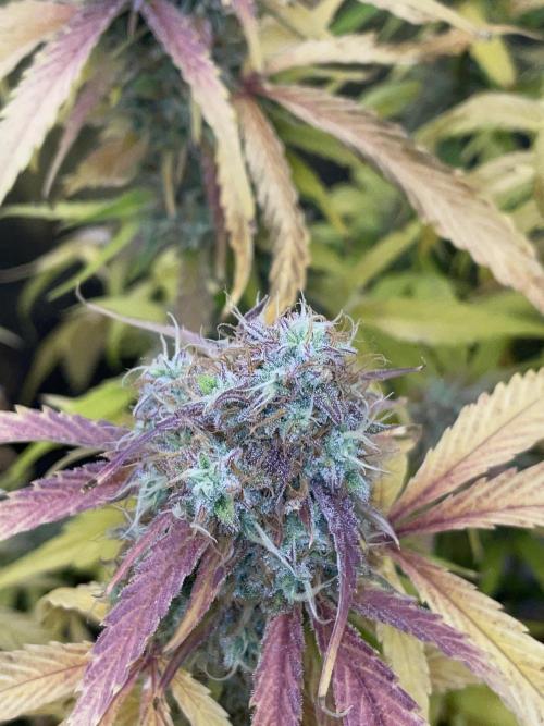 Dognabis #811A Jealousy Diesel Auto. Week 8