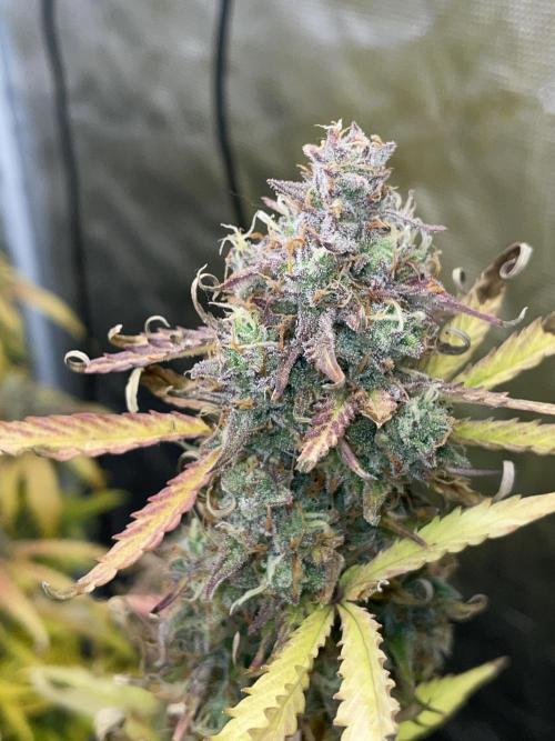 Dognabis #811A Jealousy Diesel Auto. Week 8