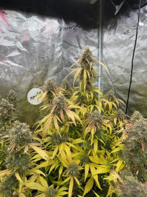 Dognabis #811A Jealousy Diesel Auto. Week 8