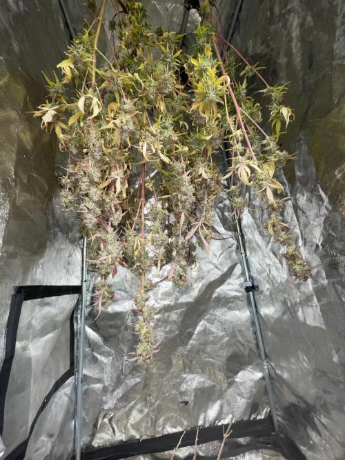 Fat Bastard Auto. Week 9