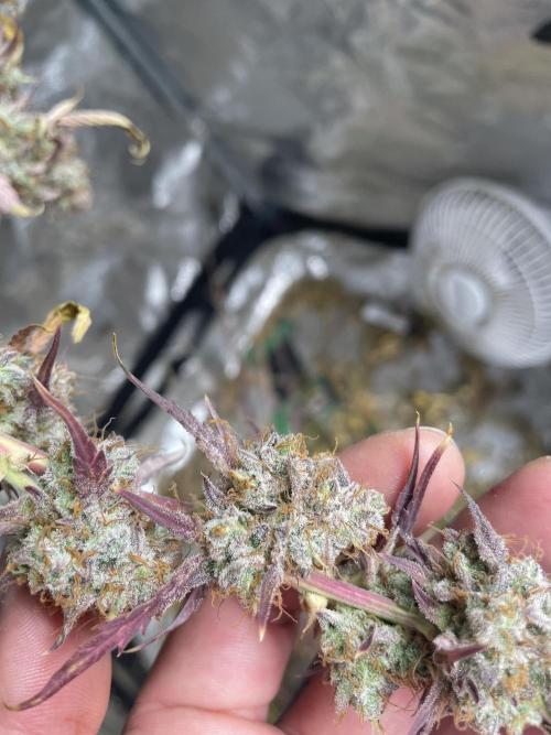 Fat Bastard Auto. Week 9