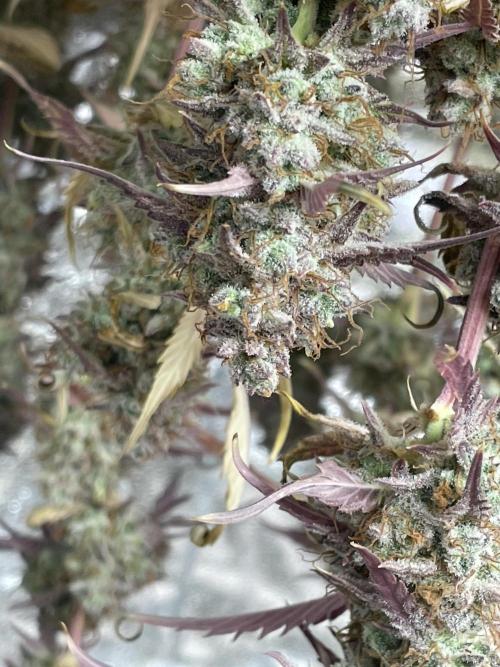 Fat Bastard Auto. Week 9