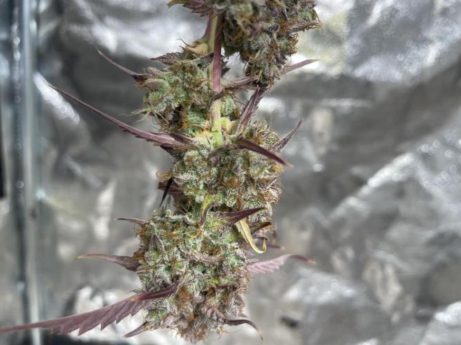 Fat Bastard Auto. Week 9