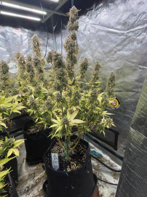 Dognabis #811A Jealousy Diesel Auto. Week 9