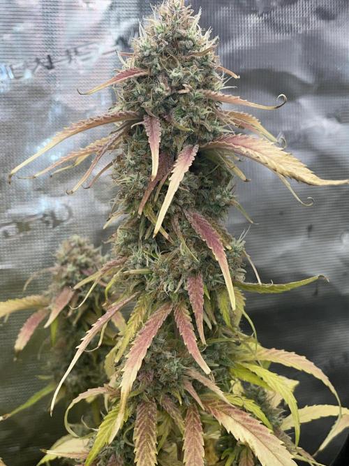 Dognabis #811A Jealousy Diesel Auto. Week 9