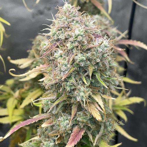 Dognabis #811A Jealousy Diesel Auto. Week 9