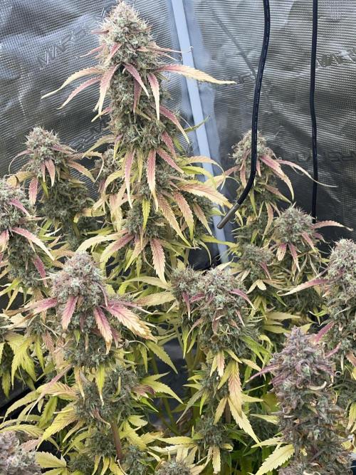 Dognabis #811A Jealousy Diesel Auto. Week 9