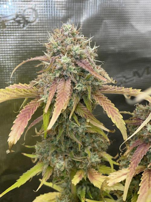 Dognabis #811A Jealousy Diesel Auto. Week 9