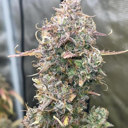 Dognabis #811A Jealousy Diesel Auto. Week 9