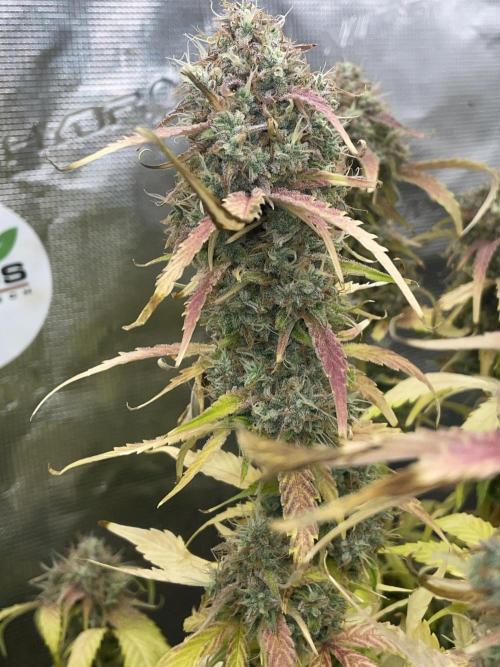 Dognabis #811A Jealousy Diesel Auto. Week 9