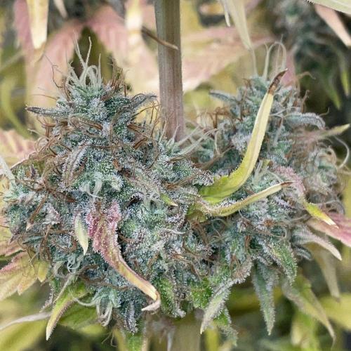 Dognabis #811A Jealousy Diesel Auto. Week 9