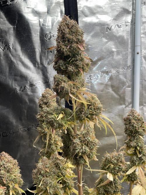 Dognabis #811A Jealousy Diesel Auto. Week 10