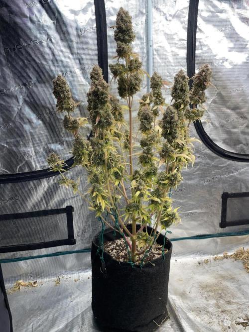 Dognabis #811A Jealousy Diesel Auto. Week 10