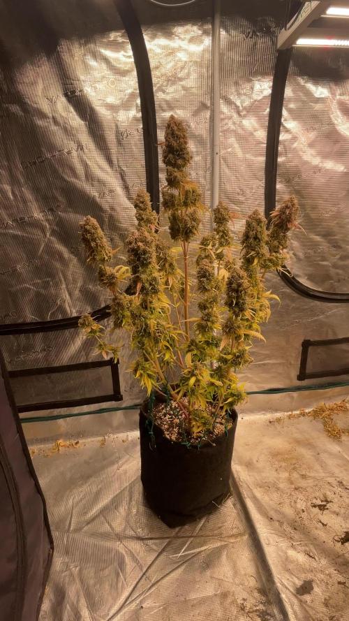 Dognabis #811A Jealousy Diesel Auto