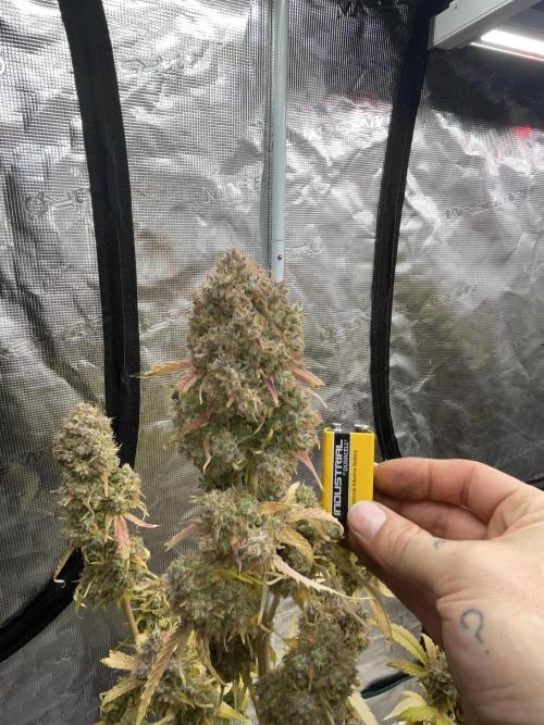 Dognabis #811A Jealousy Diesel Auto. Week 10