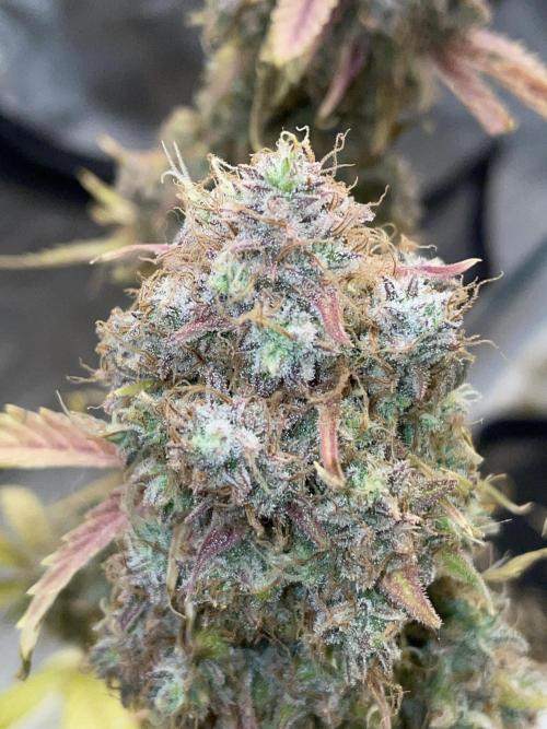 Dognabis #811A Jealousy Diesel Auto. Week 10