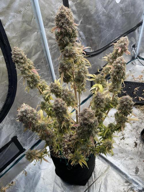 Dognabis #811A Jealousy Diesel Auto. Week 10