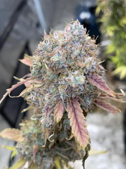 Dognabis #811A Jealousy Diesel Auto. Week 10