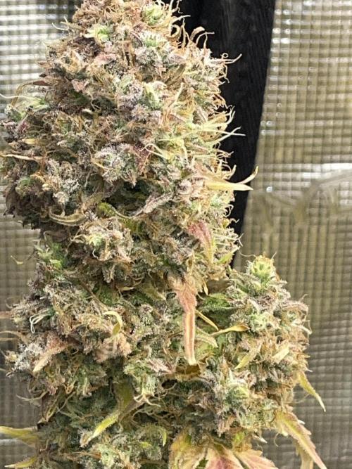 Dognabis #811A Jealousy Diesel Auto. Week 10