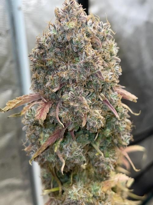 Dognabis #811A Jealousy Diesel Auto. Week 10