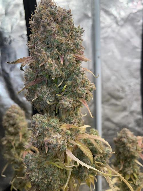 Dognabis #811A Jealousy Diesel Auto. Week 10