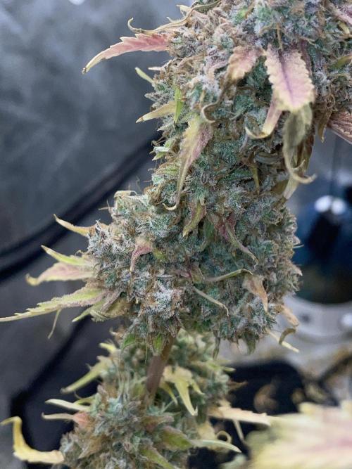 Dognabis #811A Jealousy Diesel Auto. Week 10