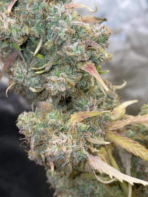 Dognabis #811A Jealousy Diesel Auto. Week 10