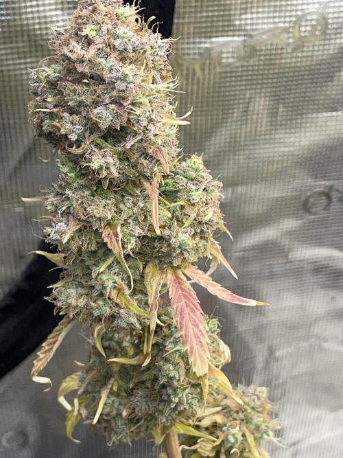 Dognabis #811A Jealousy Diesel Auto. Week 10