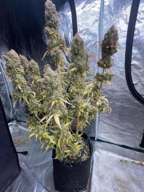 Dognabis #811A Jealousy Diesel Auto. Week 10