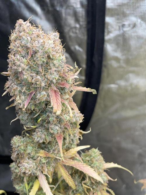 Dognabis #811A Jealousy Diesel Auto. Week 10