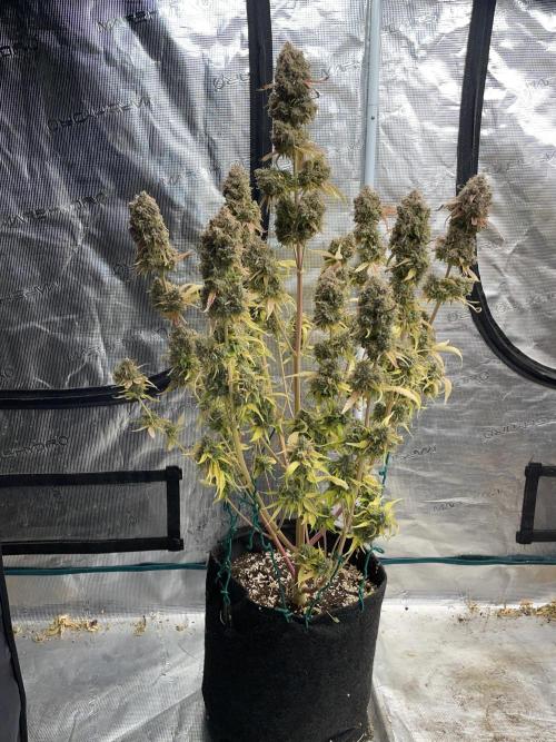 Dognabis #811A Jealousy Diesel Auto. Week 10