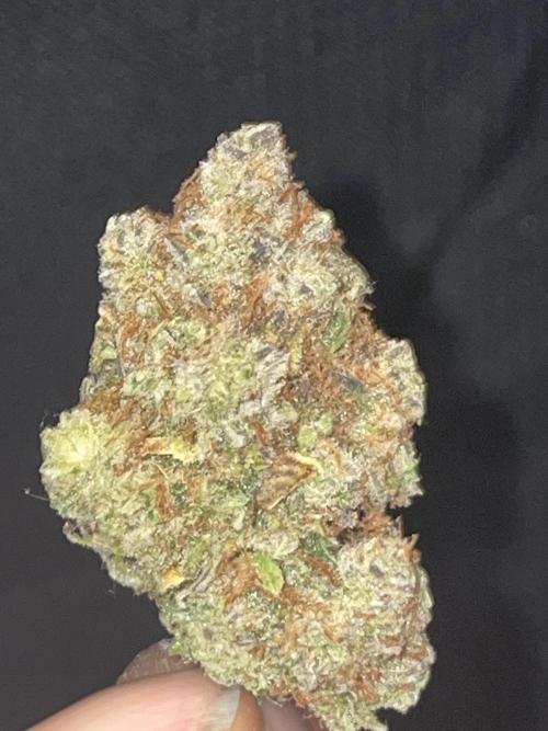 Dognabis #811A Jealousy Diesel Auto. Week 10