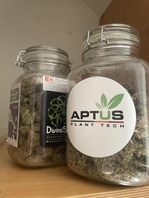 Dognabis #811A Jealousy Diesel Auto. Week 10