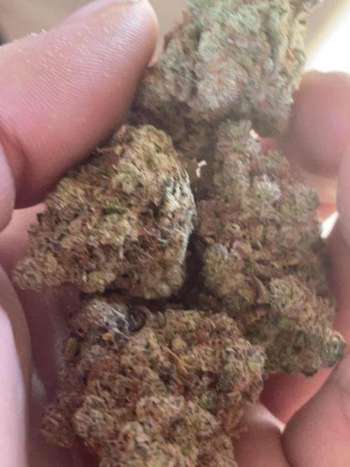 Dognabis #811A Jealousy Diesel Auto