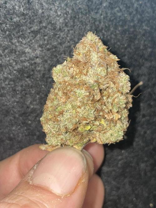 Dognabis #811A Jealousy Diesel Auto. Week 10