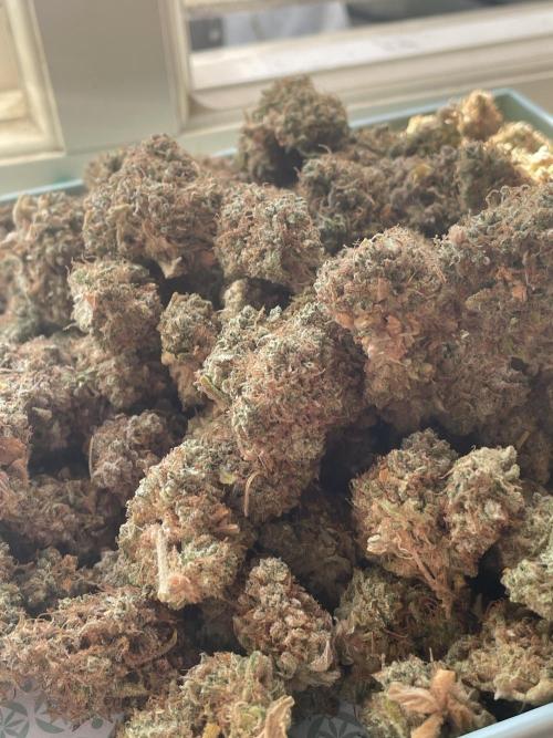 Dognabis #811A Jealousy Diesel Auto. Week 10