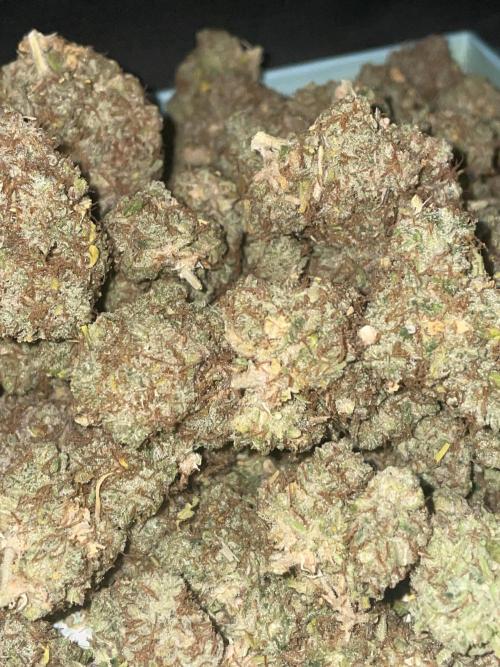 Dognabis #811A Jealousy Diesel Auto. Week 10