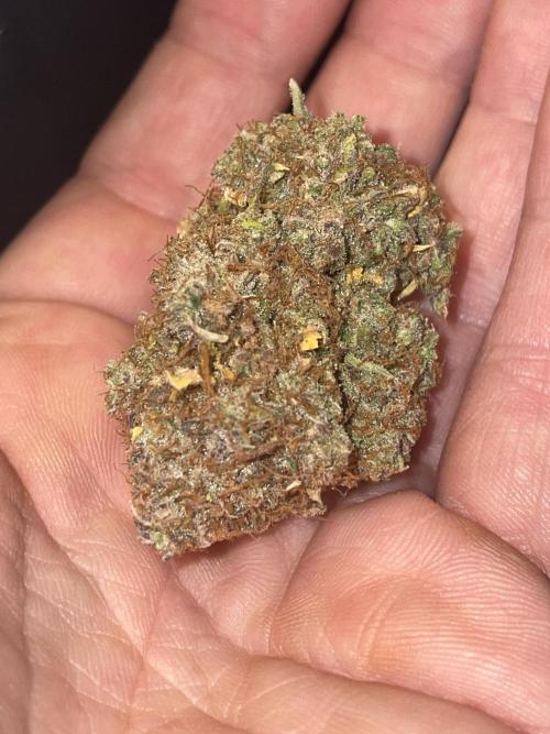 Dognabis #811A Jealousy Diesel Auto. Week 10