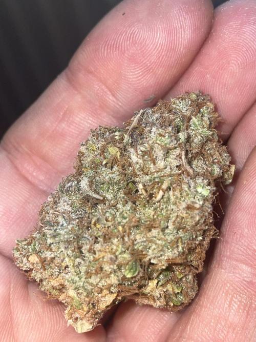 Dognabis #811A Jealousy Diesel Auto. Week 10