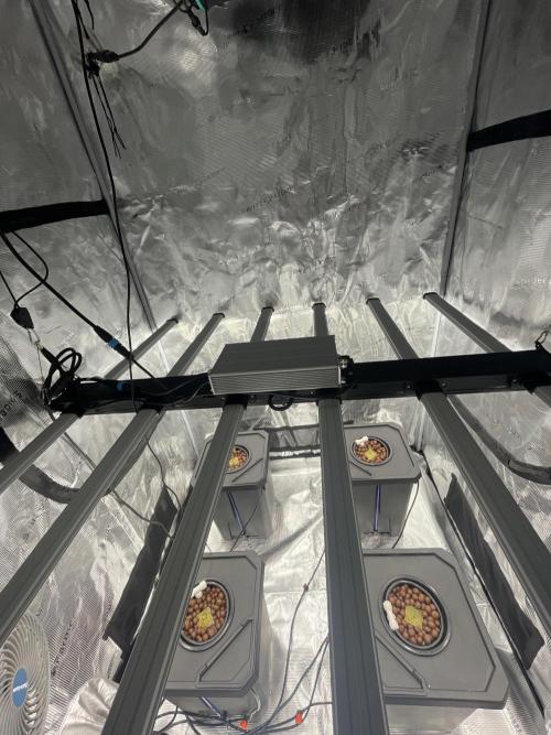 DWC Permanent Jealousy XL Auto. Week 0