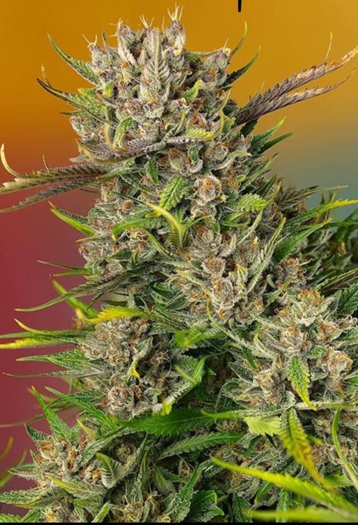 DWC Papaya Zoap Auto. Week 0