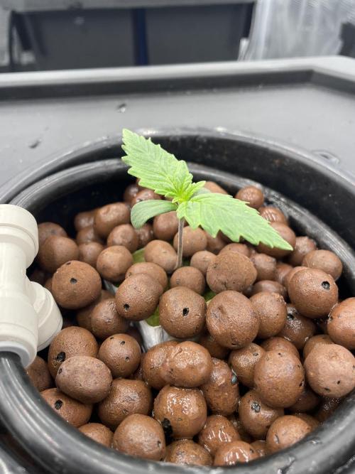 DWC Papaya Zoap Auto. Week 1