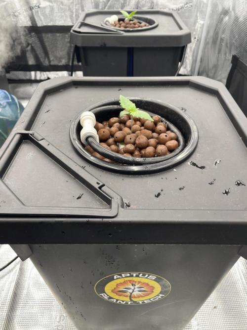 DWC Papaya Zoap Auto. Week 1