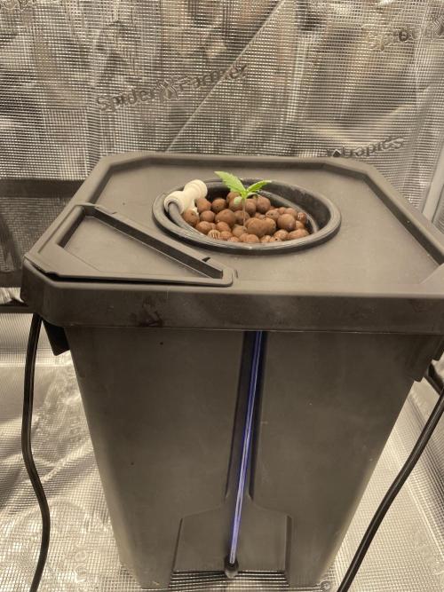 DWC Papaya Zoap Auto. Week 1