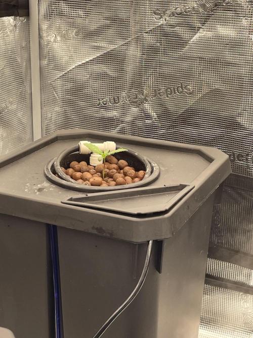 DWC Permanent Jealousy XL Auto. Week 1